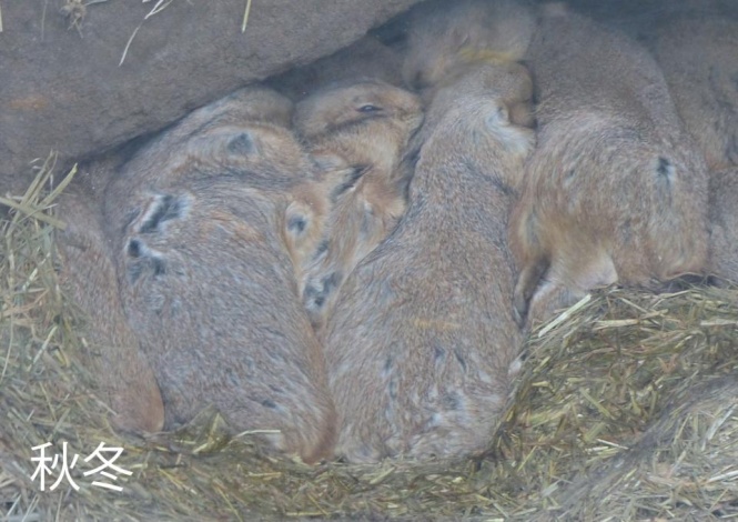 冬はあったかそう（写真は(公財)東京動物園協会提供）