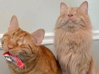 盲目の子猫の兄弟「目が見えなくたってへいちゃらニャ！」と、里親のもとでハッピーライフを満喫する