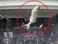 空から魚が降ってきてテスラ車のフロントガラスが粉砕