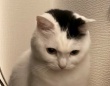 1歳児＆猫を魅了した〝モノ〟に36万人驚がく　静かにしてると思ったら...「可愛すぎる」「親友やん」