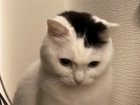 1歳児＆猫を魅了した〝モノ〟に36万人驚がく　静かにしてると思ったら...「可愛すぎる」「親友やん」