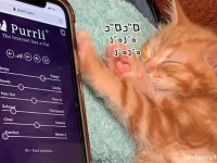 猫のゴロゴロ音で癒されよう！猫のゴロゴロ音を堪能できる無料サウンドアプリ