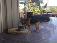 やさしい世界。遊びに夢中のやんちゃな子犬を前脚で寝かしつけようとする母親代理の犬（アメリカ）