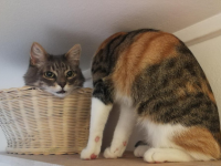 猫のデュラハンかな？頭と体が分離しているようにしか見えない猫