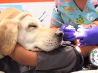 歯医者が怖い子供たちを全力で癒してくれる歯科助手犬が存在した！