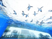 空飛ぶペンギンも！　リニューアルした「サンシャイン水族館」で夏を楽しもう