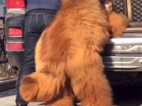 犬というより熊！重さ136キロのチベタン・マスティフは車に乗り込むのも一苦労