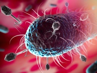 死際に断末魔の叫びをあげ、仲間に危険を知らせる細菌が存在する（米研究）