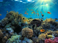 海洋生物が赤道から冷たい水に逃げ出している。大量絶滅の兆候なのか？