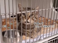 自分のケージの前を通る人には誰にでも「ハロ～！」と声をかける保護猫（要音声）