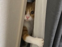 「シッ静かにしろ。助けに来た」　危機に駆けつける〝救世主猫〟に14万人熱狂「惚れてまうやろ」