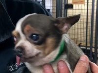 パピーミルから救出されたチワワ、生まれて初めて自分のベッドを楽しむ