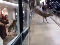 突如店内に現れた一頭のシカ、逃げ道を探しながらガラス窓に突進！