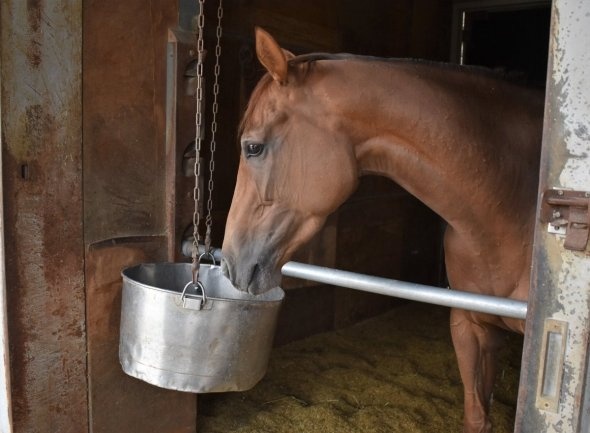 馬の視線は飼葉桶に。よく見ると......