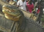 マジかよ….　スリランカで捕獲された“巨大ワニ”がまるで恐竜