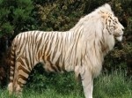 どっちに似てる？　色々な動物のハーフたち１５選！