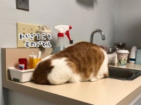 岩になったり死んだふりしたり...動物病院嫌いな猫たちの戦略