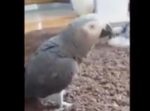 ピョンピョンと跳ねるご主人のマネをして跳ねるインコが愛らしい！