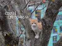 アメリカには木から降りられなくなった猫を救う専門の救助隊がいる