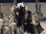 おかえり〜♪　ハスキー犬たちのお出迎えがちょっとハード（笑）
