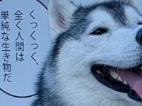 「ぐうの音も出ないとはこのことか」　あざとさ限界突破のハスキーに21万人おてあげ