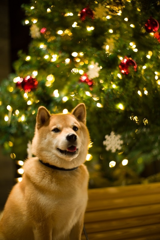 柴犬まる トトロの森で大冒険！　クリスマスショットもサービスだよ