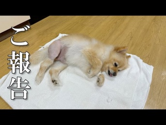 ポメラニアンのポメくんメインチャンネルより https://www.youtube.com/@pome_pome_purin