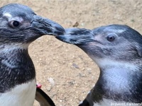 体が弱く名前すらもらえなかったペンギンが奇跡の回復後、目の不自由な仲間を支え続ける