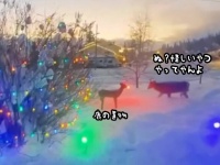 偽物は断じて許さない鹿。偽鹿の置物にアタック！からのノックダウン