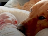 「ボクのオモチャじゃなかったの？」ご主人のおめでたに赤ちゃん返りしかけた犬、結局いいお兄ちゃんになる