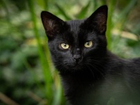 捨てられた40匹のほとんどが黒猫だった。猫たちの飼い主探し大作戦