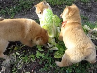 ３匹の子犬がおいしい白菜の争奪戦だワン！