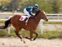 競馬好きのさんま、"たった1度の大儲け"を寄付していた