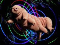 シュレーディンガーのクマムシ？生物史上初「量子もつれ」化に成功