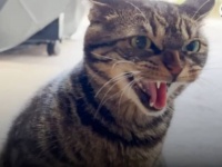 アンタなんか認めニャい！家族の仲間入りをした保護猫に牙を剥いていた先住猫、時間とともに軟化して今や仲良しに