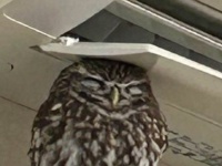 「あんた、もしかしたらネコなんか？」　わざわざ〝挟まる〟フクロウに10万人困惑
