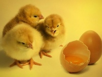 卵を産むし、いざとなったら食料に...新型コロナのパニック買いでヒヨコを飼う人が続出するアメリカ、専門家が警告