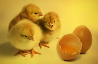 卵を産むし、いざとなったら食料に...新型コロナのパニック買いでヒヨコを飼う人が続出するアメリカ、専門家が警告