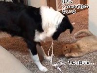 猫と仲良くなりたい犬、猫じゃらしの代わりに紐を加えて猫の気を引くの巻