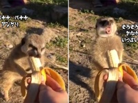 ミーアキャットにバナナをあげていたところ「ノーサンキュー」のジェスチャーをされた件