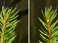 植物からの放電が大気の質を変えてしまっている可能性