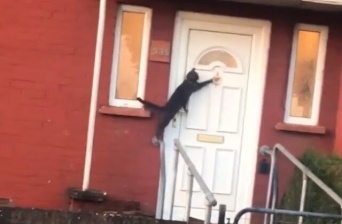 ドアをノックする猫が発見された？「幻覚かもしれない」と自信なさげな撮影者氏