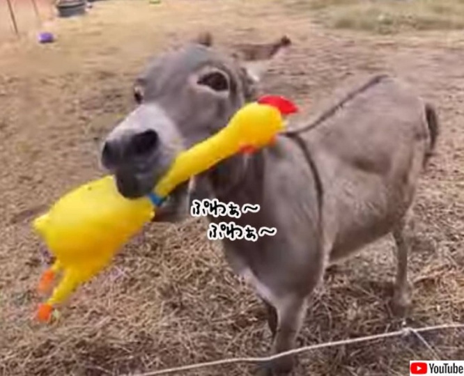 ロバにびっくりチキンをプレゼントしたところ、大喜びで大興奮（要音声）