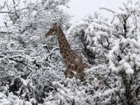 南アフリカで10年ぶりの雪。キリンが雪の中にたたずむとかいう珍百景。