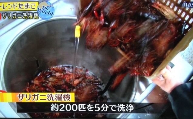 ザリガニ洗濯機