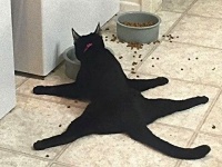 もちろん猫だから仕方ない。あちらこちらの猫たちによるやらかしシーンを詰め合わせでどうぞ