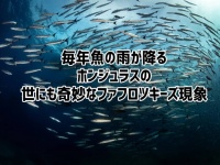 毎年必ず魚の雨が降る、ホンジュラスの奇妙なファフロツキーズ現象