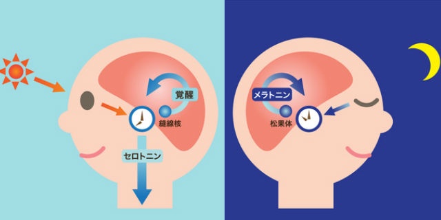 メラトニンと睡眠