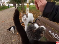 ベンチに座ると1分以内に大量の猫が寄ってくる。猫の国トルコの中の猫の島「ヘイベリ島」