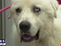 羊たちを守るため11匹のコヨーテと命がけで戦った牧羊犬